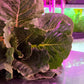 Romaine Lettuce
