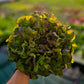 Grower's Choice Lettuce