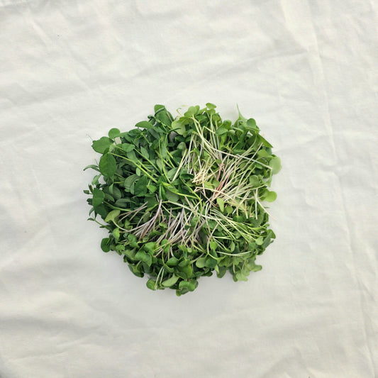 Symphony Mix Microgreens