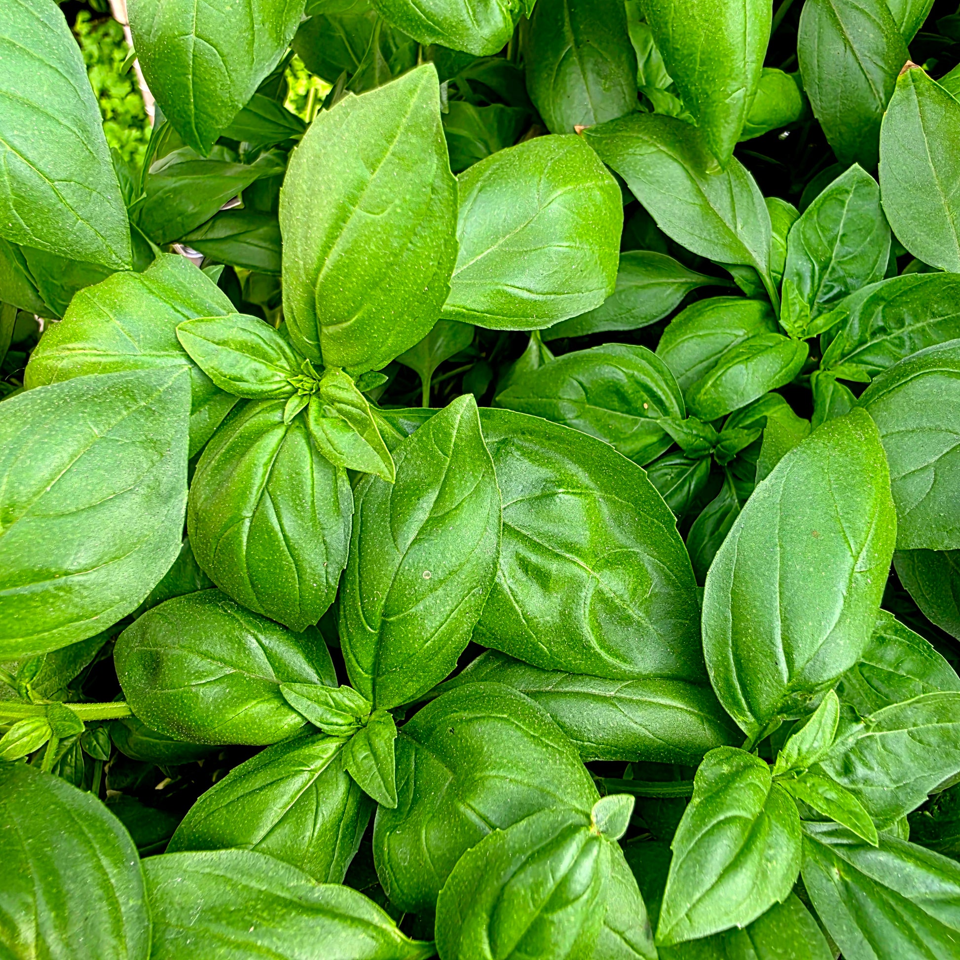 Basil4 Basil – thehillsidefarmers