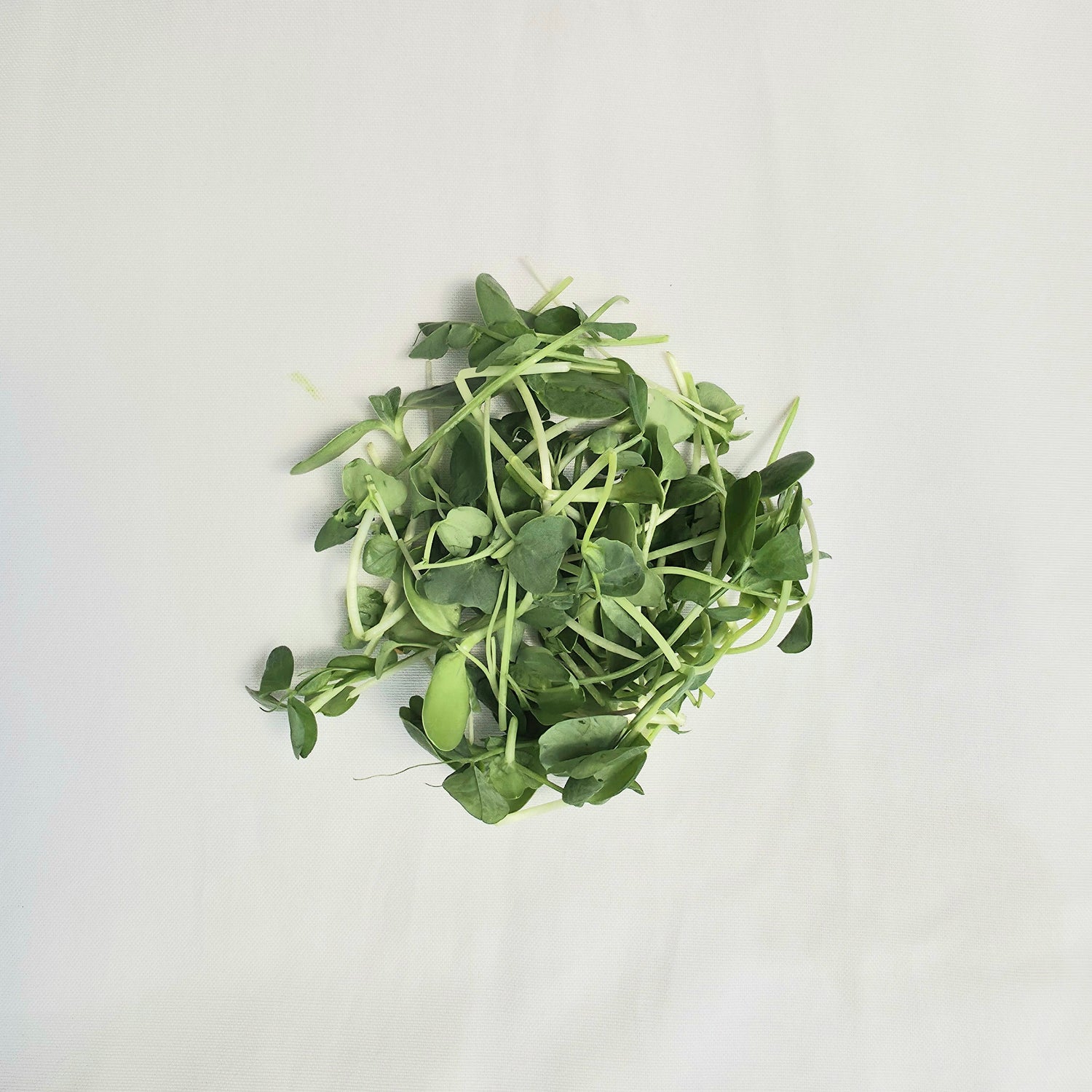 Microgreens - Medium