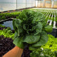 Romaine Lettuce