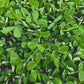 Pea Microgreens