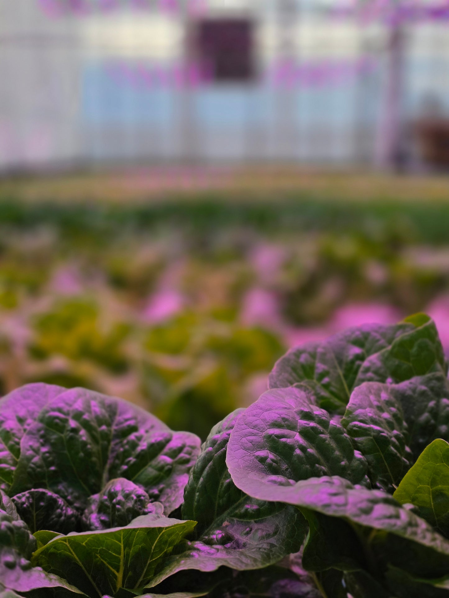 Grower's Choice Lettuce