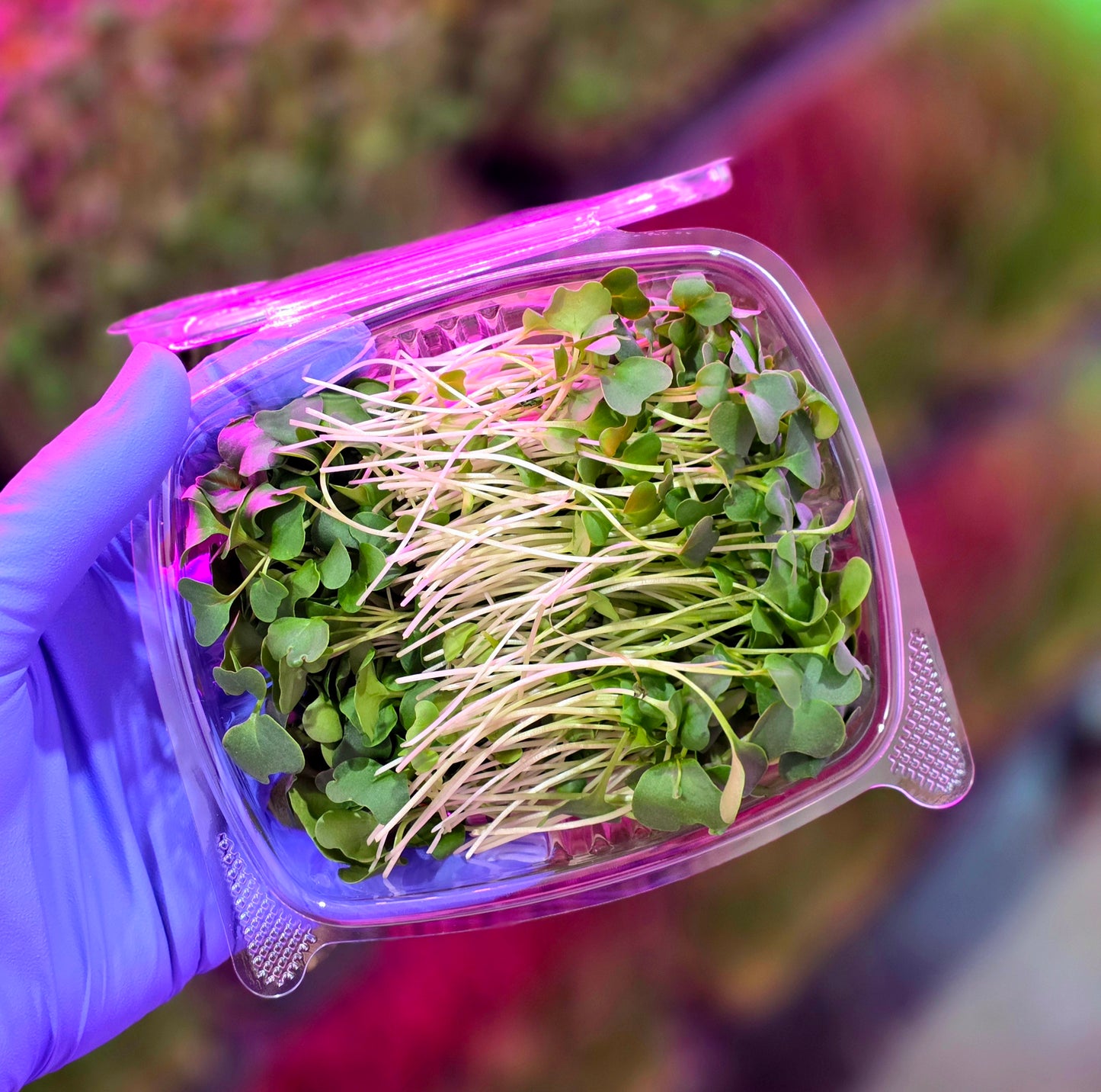 Broccoli Microgreens