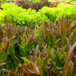 Spring Mix