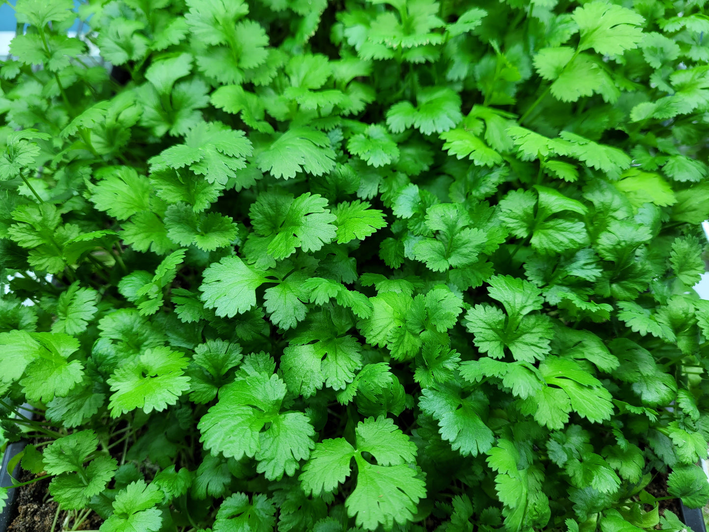 Cilantro