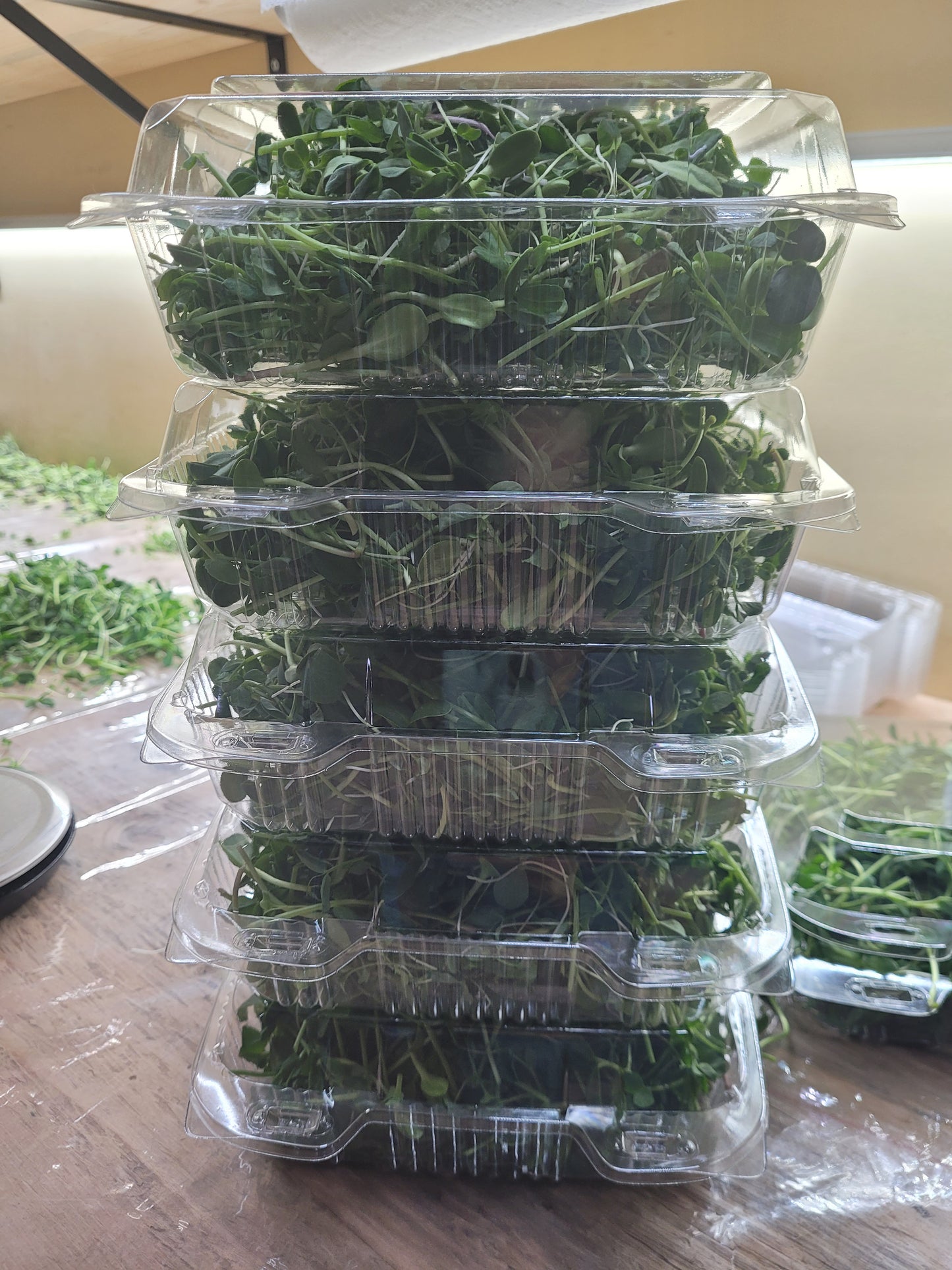 Microgreen Salad Mix - Large