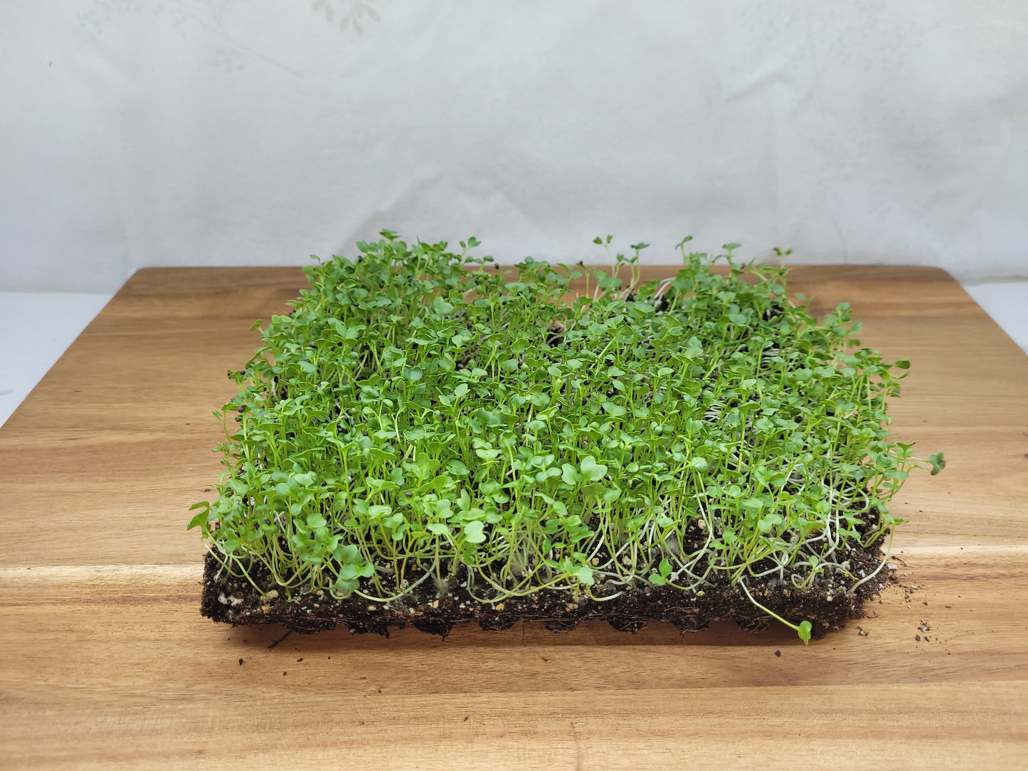 Broccoli Microgreens