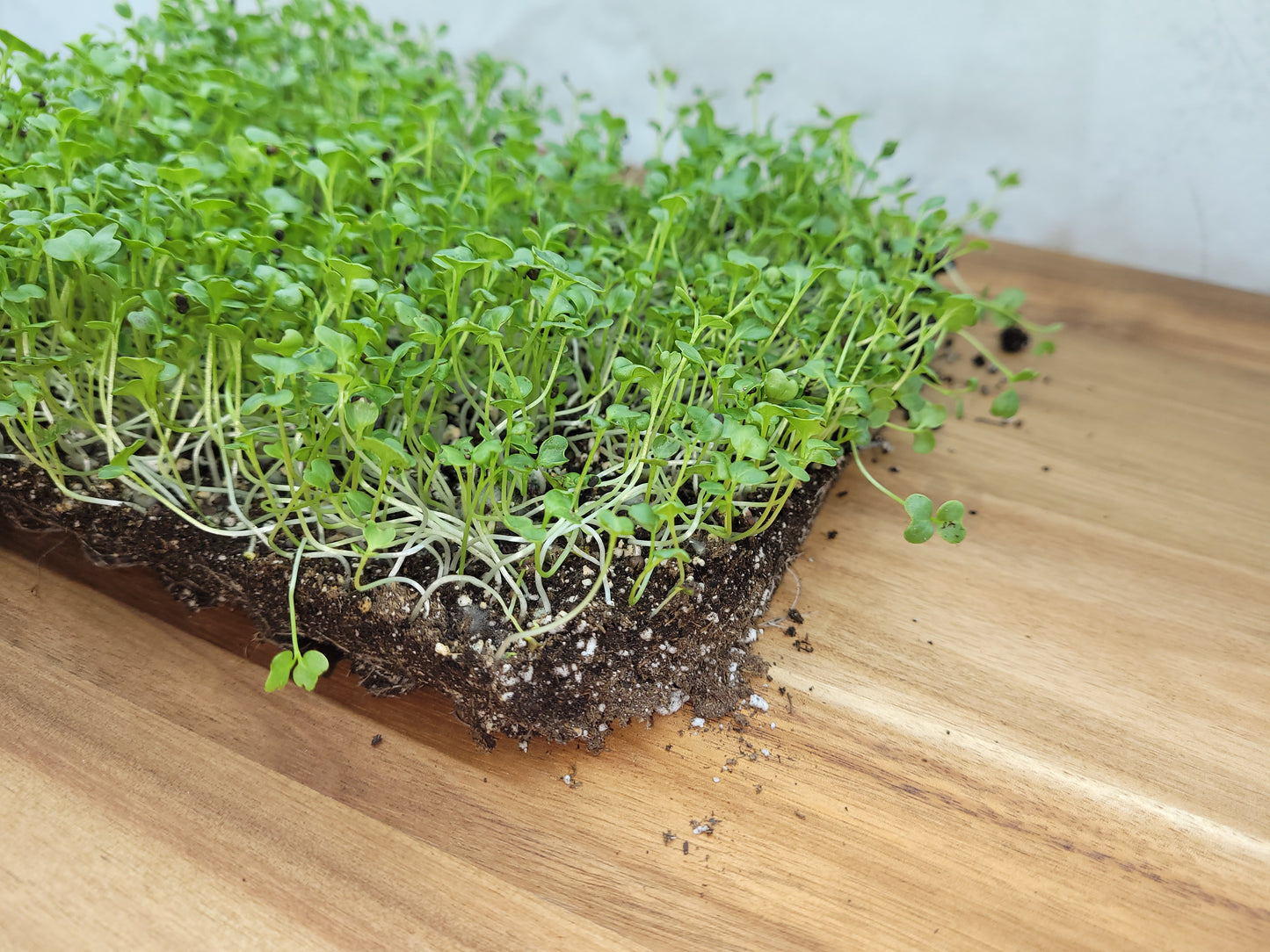 Broccoli Microgreens