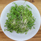 Broccoli Microgreens