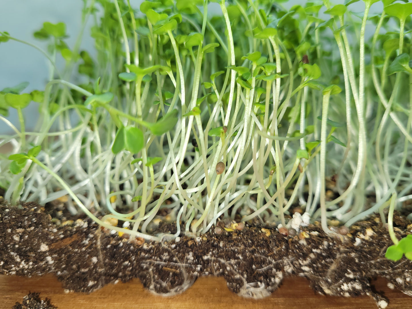 Kale Microgreens