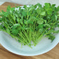 Pea Microgreens