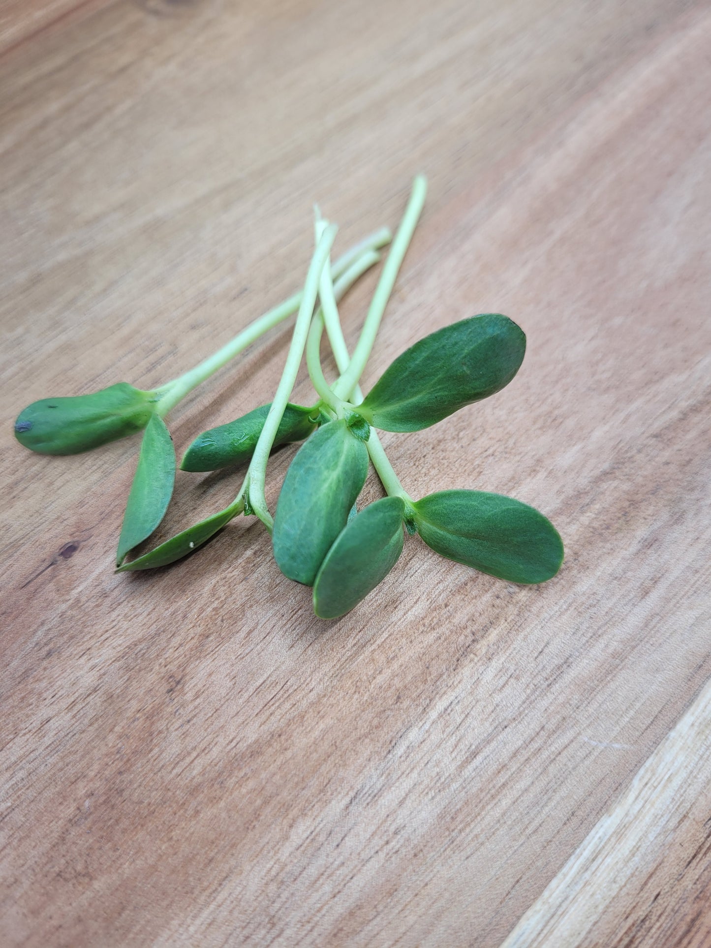 Sunflower Microgreens