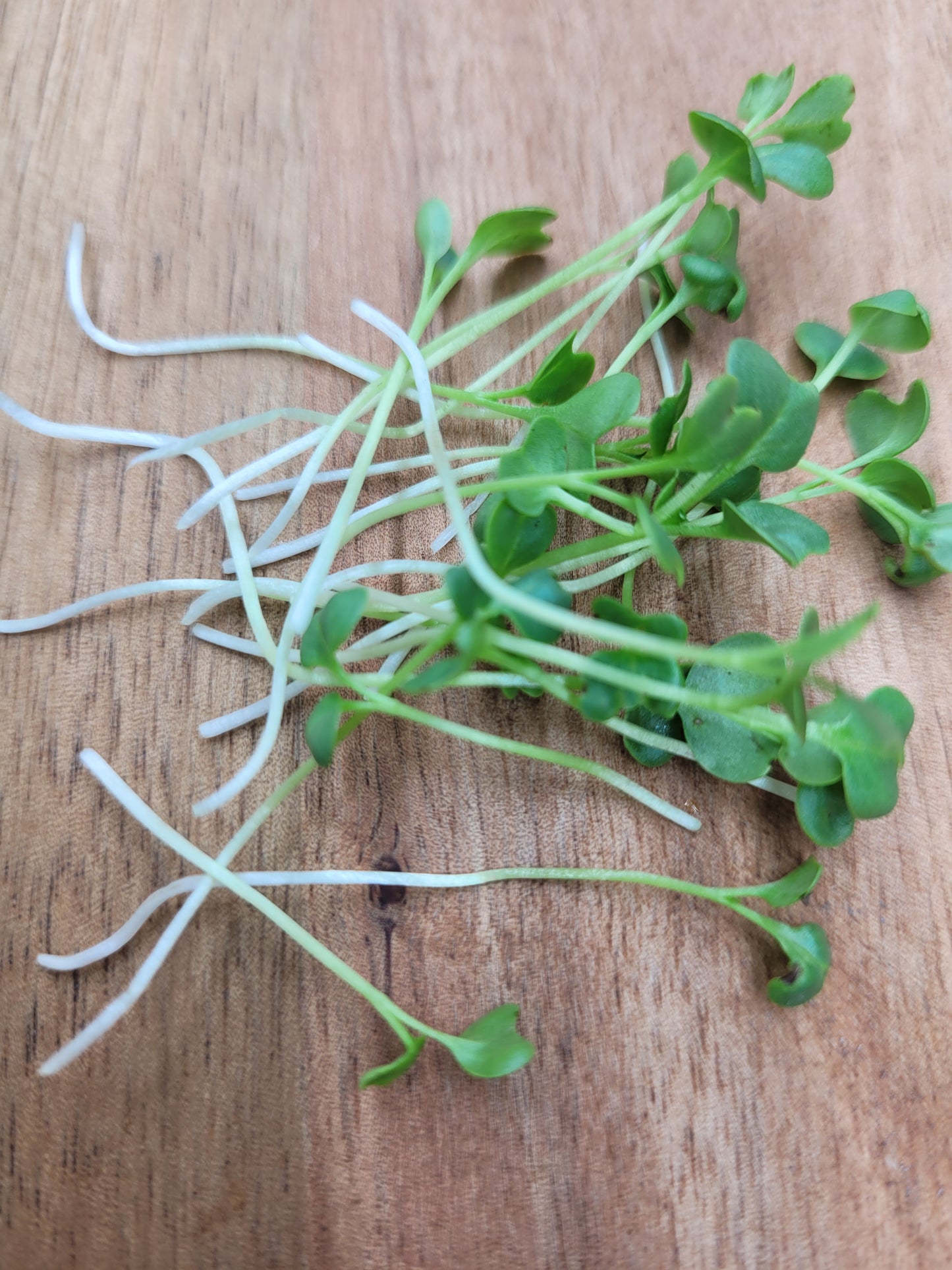 Kale Microgreens