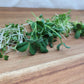 Microgreen Salad Mix - Small