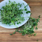 Microgreen Salad Mix - Small