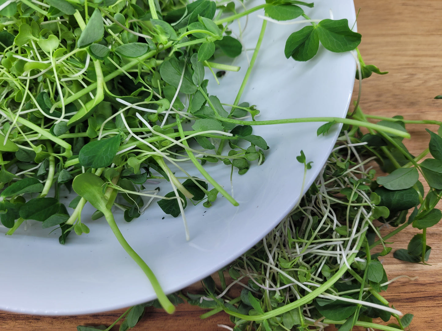 Microgreen Salad Mix - Small