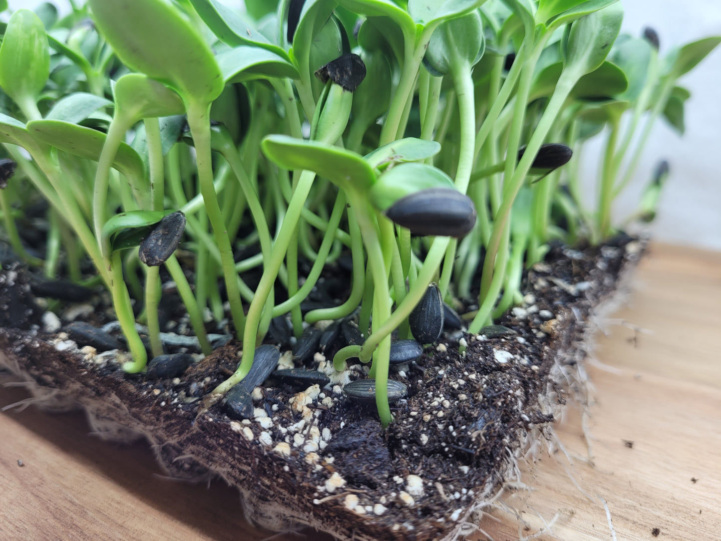 Sunflower Microgreens