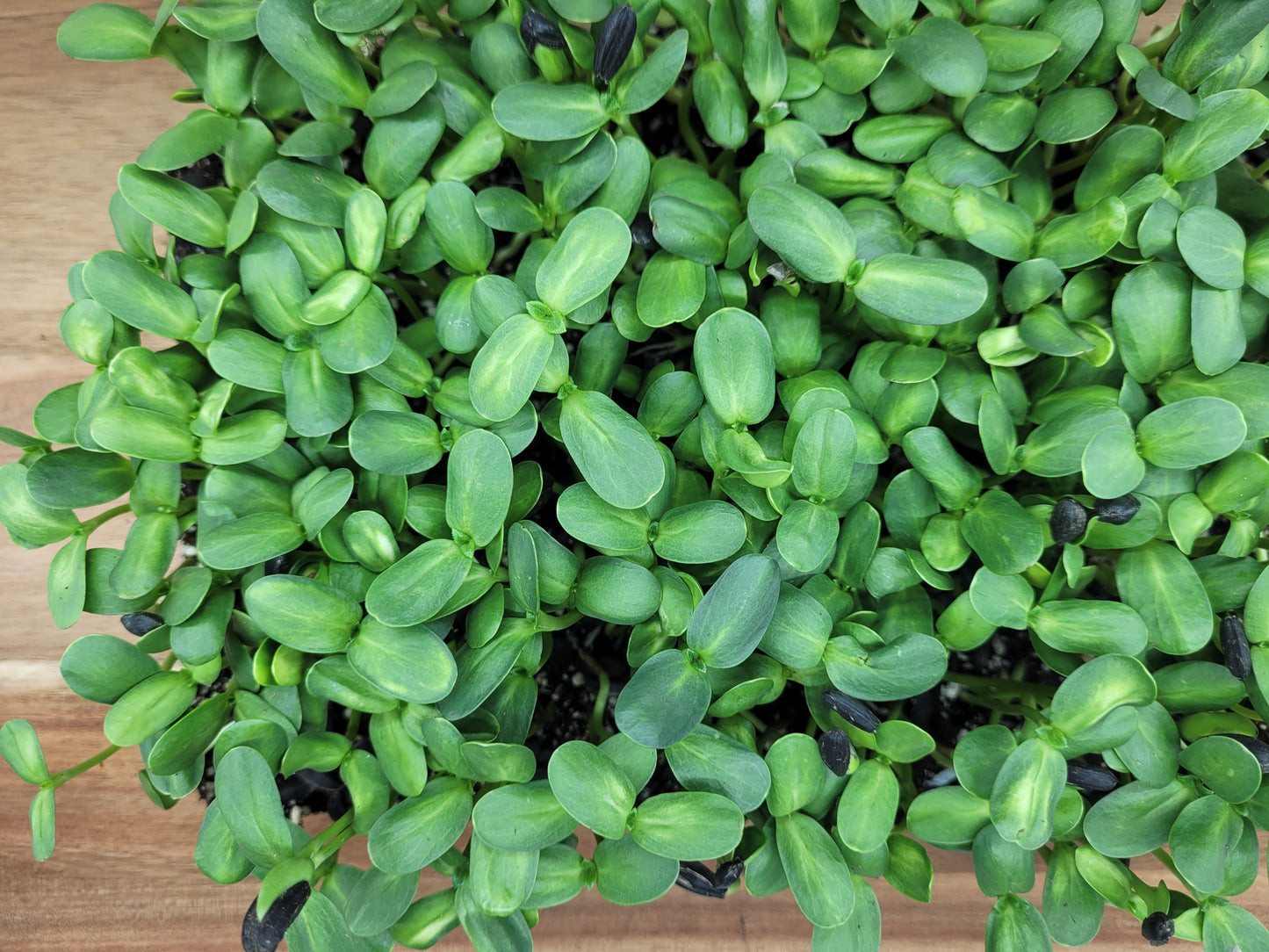 Sunflower Microgreens