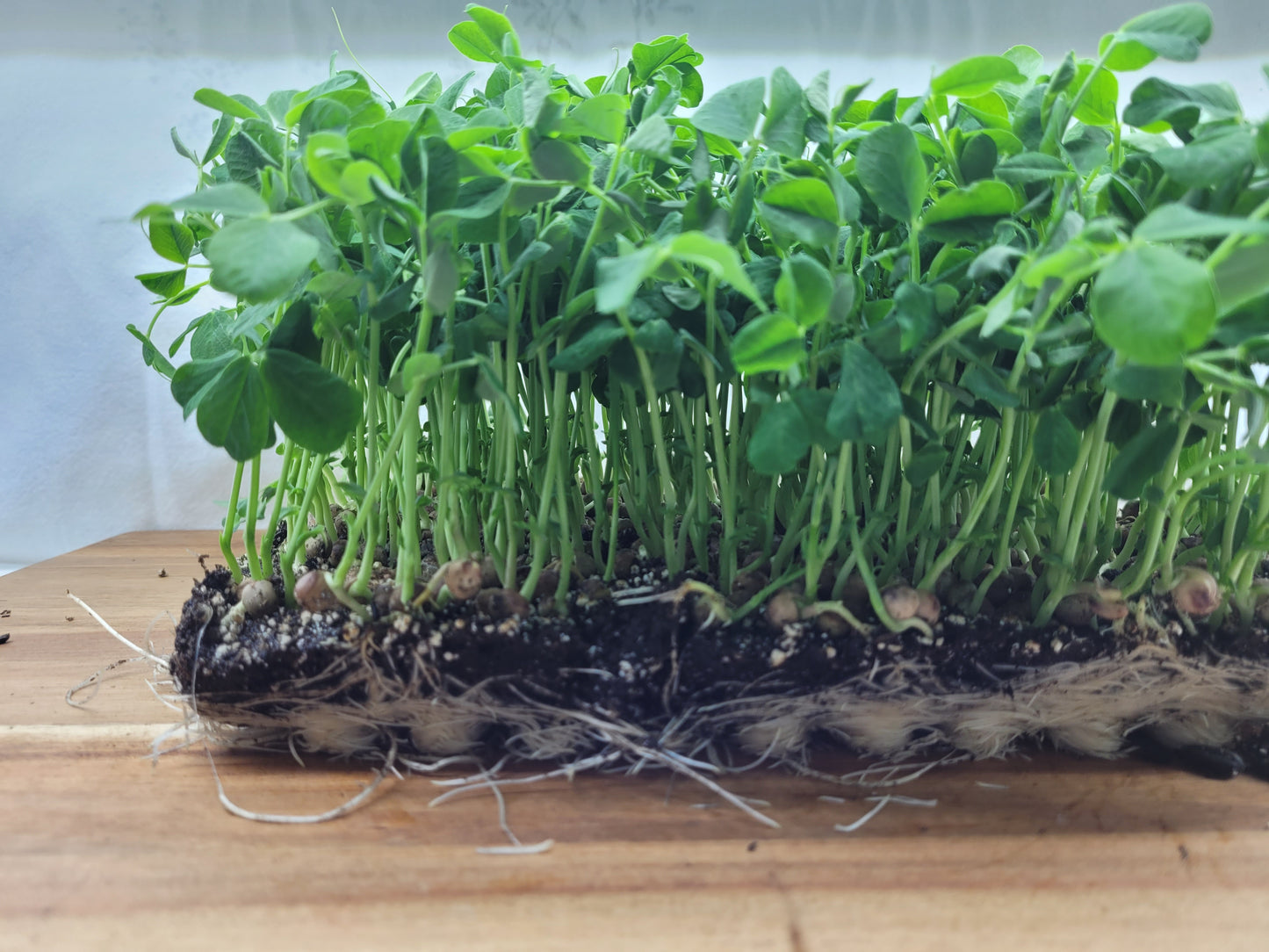 Pea Microgreens