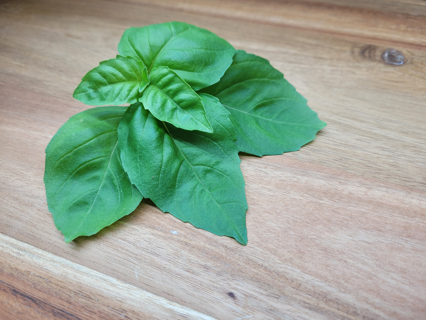 Basil