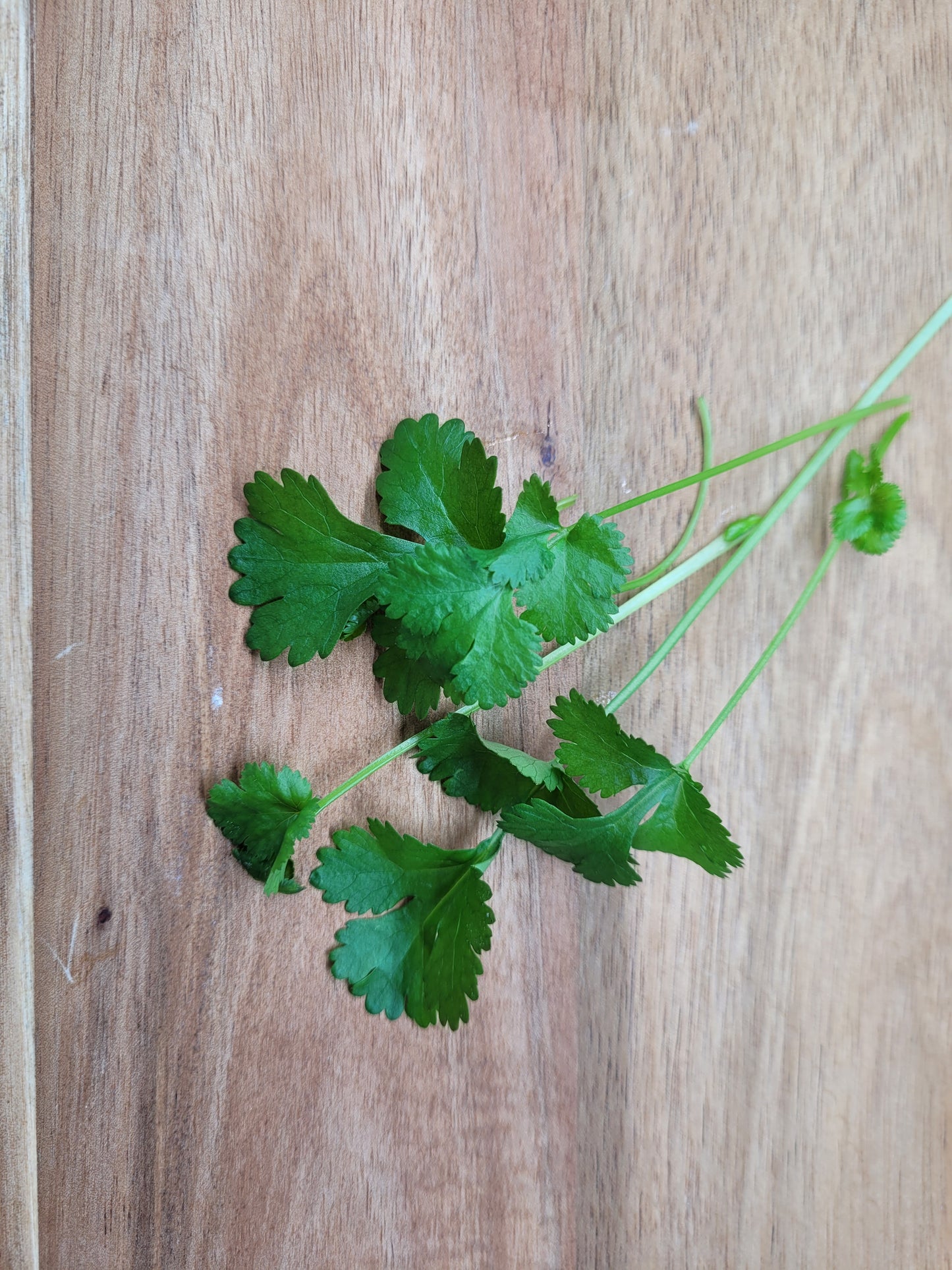 Cilantro